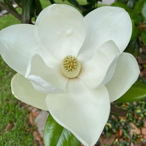 Meet your Posher, Aurelia